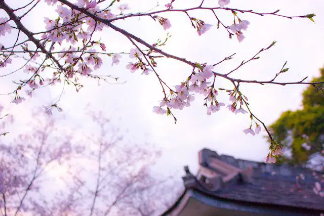 cherry blossom tree