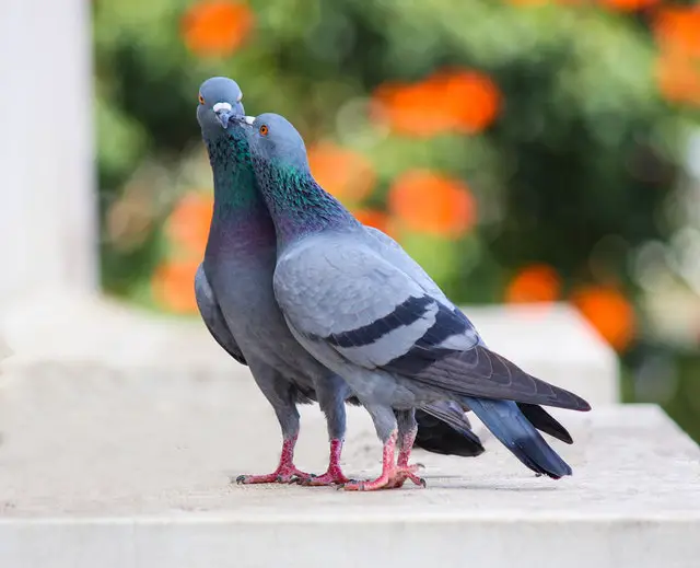 Photo of two Pigeons