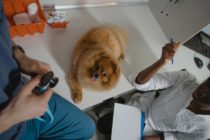 Easiest Veterinary (Vet) Schools To Get Into In 2022 – Expert Guide