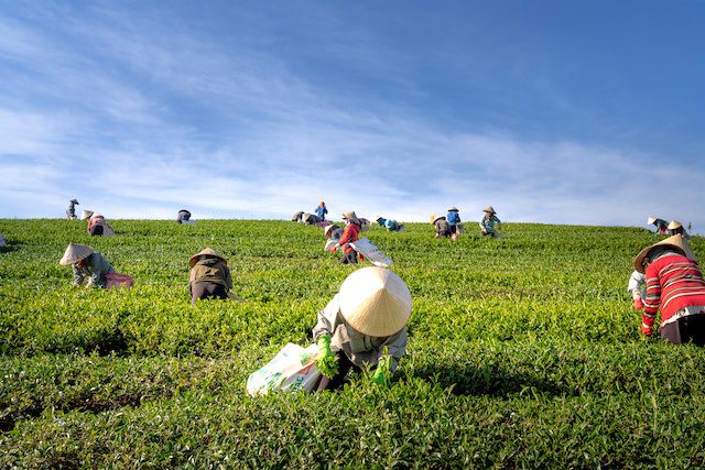 People Harvesting