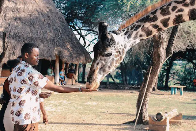 person feeding giraffe