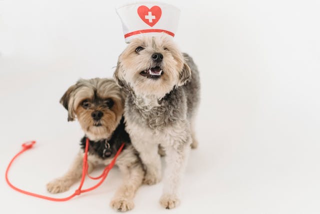 Cute pet healthy Yorkshire Terrier with nurse cap and stethoscope