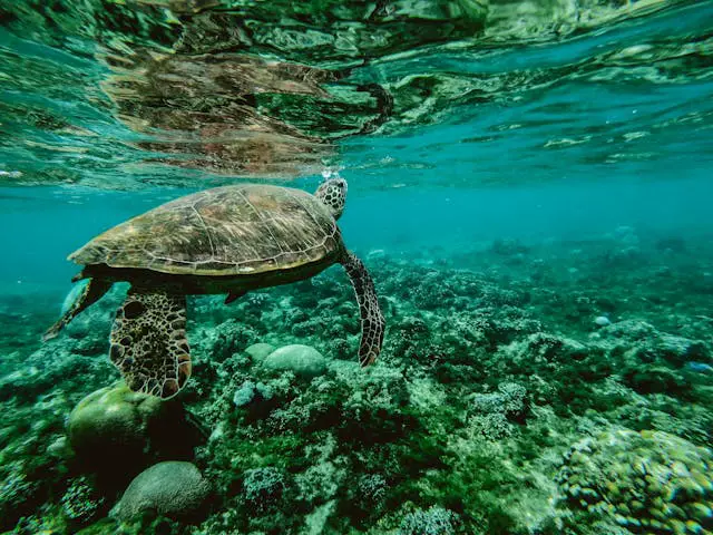 photo of a turtle swimming underwater
