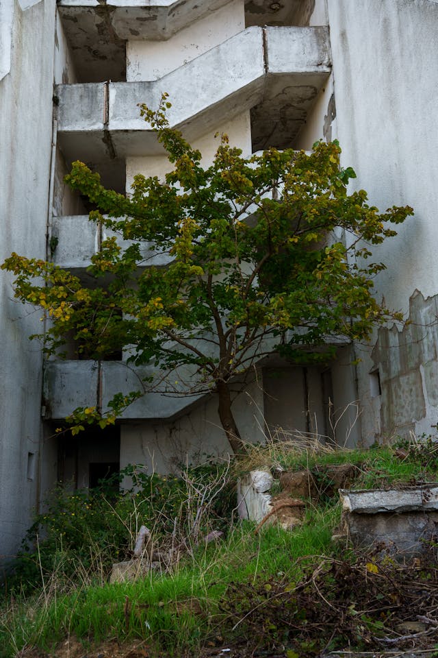 exploring nature around abandoned concrete building