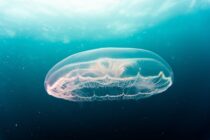 jellyfish underwater sea life ocean