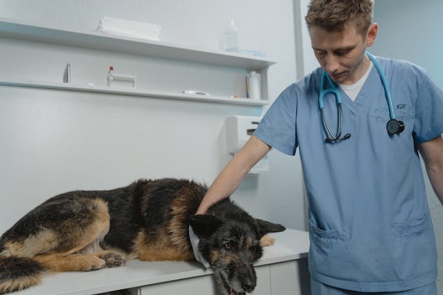man in blue scrub suit holding black and brown german shepherd