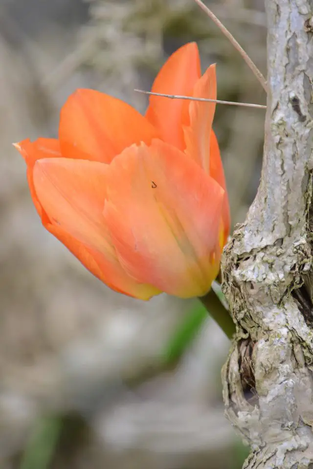 an orange flower is growing on a tree