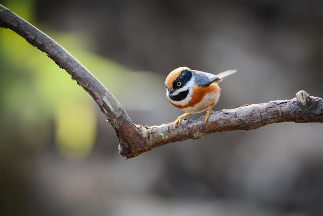 colorful rufous fronted tit perched on branch