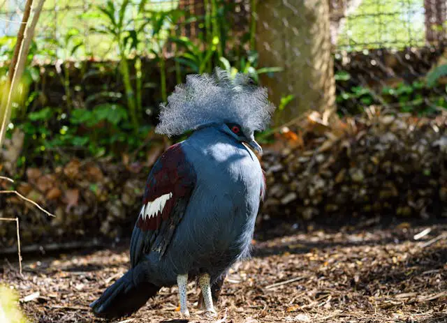 majestic victoria crowned pigeon in natural habitat