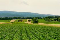 nature fields agriculture landscape