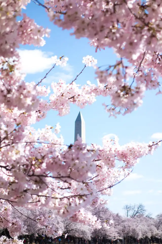 pink cherry blossom