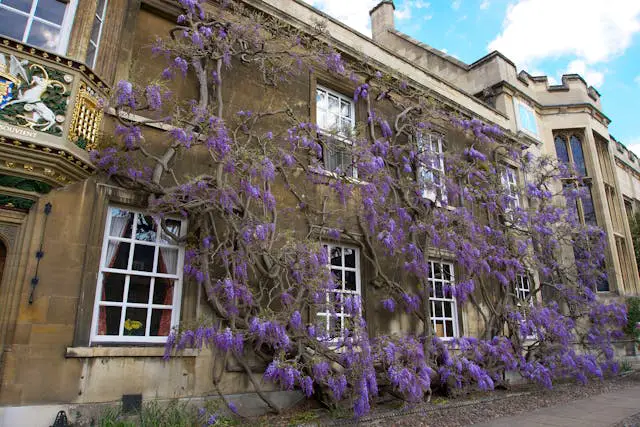 purple flowers on brown concrete building