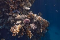vibrant coral reef in marsa alam egypt