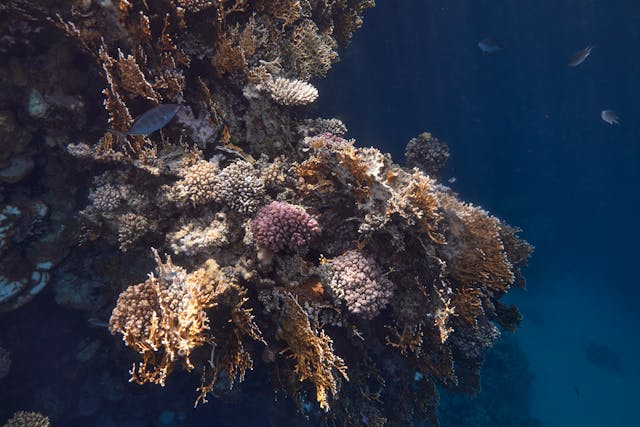 vibrant coral reef in marsa alam egypt