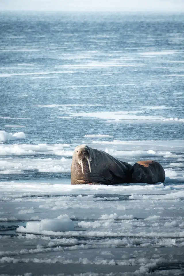 walruses among the drifting ice floes