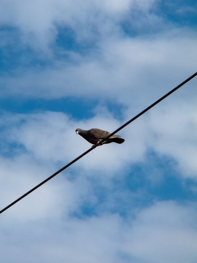 pigeon on wire against cloudy sky in taiwan