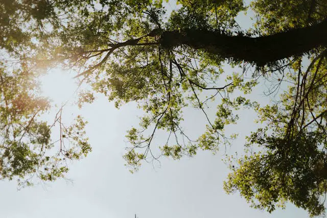 serene view through green tree canopy