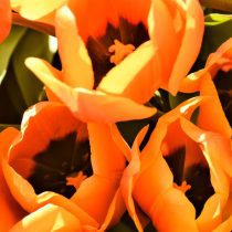 a close up of a bunch of orange flowers