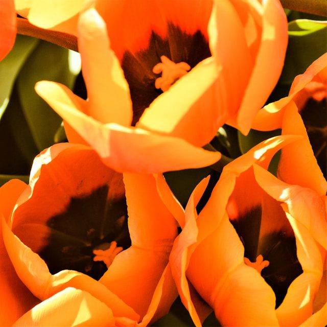 a close up of a bunch of orange flowers