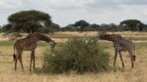 a couple of giraffe standing next to each other on a field