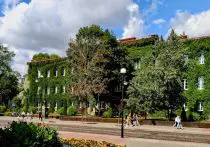 ivy covered building on a sunny day
