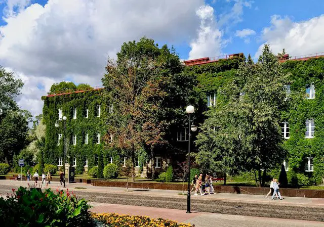 ivy covered building on a sunny day