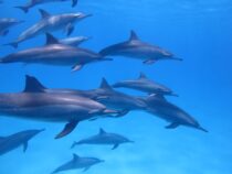 pod of dolphins under the sea