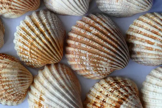 seashells