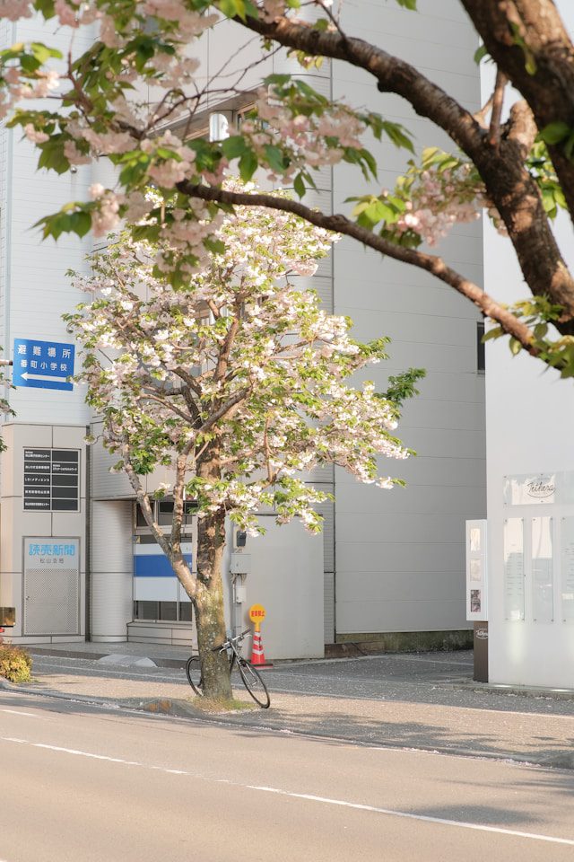a tree with white flowers in front of a building