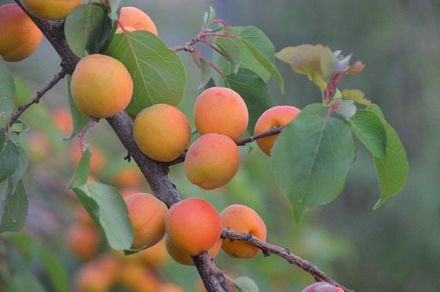 apricot tree regenerative agriculture
