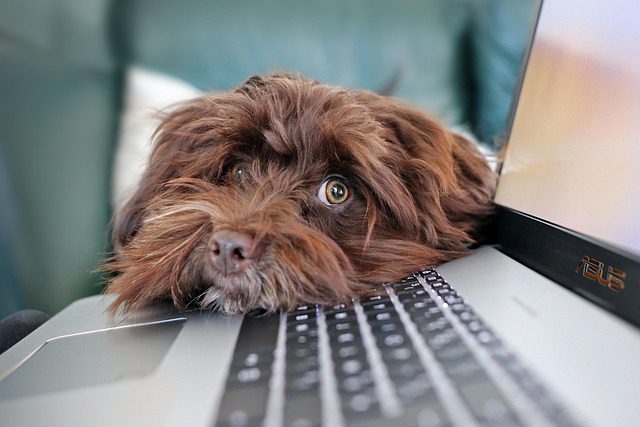dog containment telework bichon