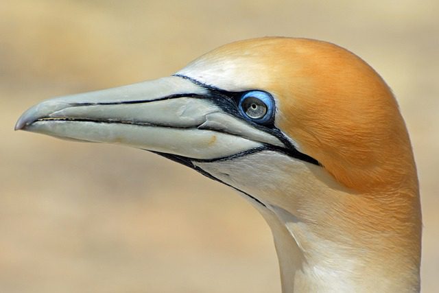 northern gannet bird animal nature