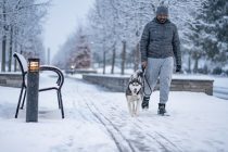 man walking husky in winter