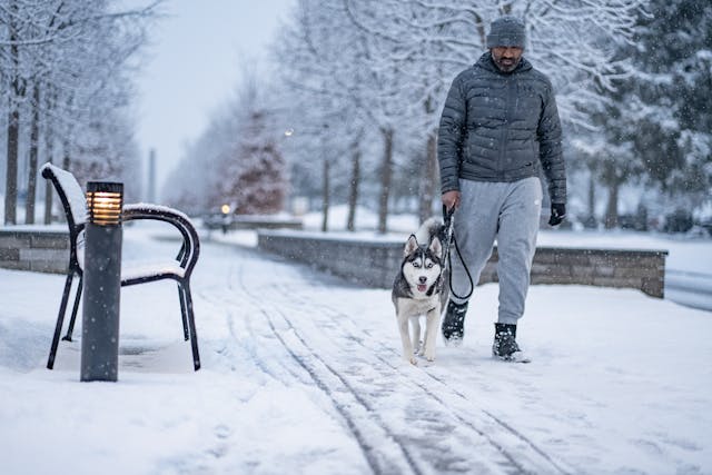 man walking husky in winter