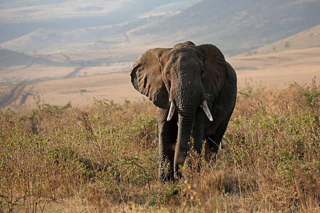 elephant tanzania africa safari
