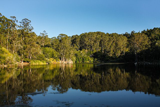 green trees beside lake during daytime