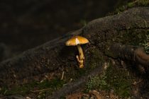 close up of mushroom growing on forest floor