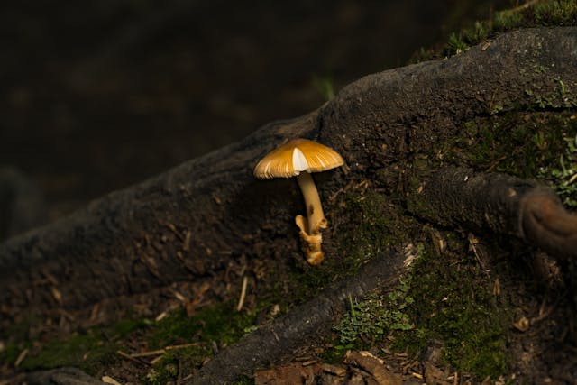 close up of mushroom growing on forest floor