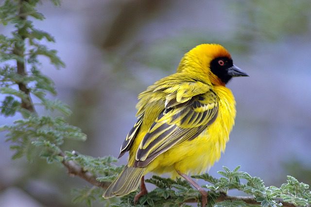 southern masked weaver africa bird