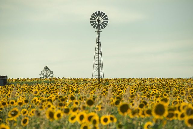 sunflowers sunflower field